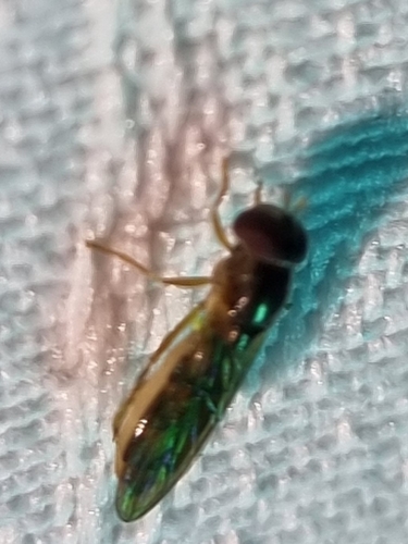 Melanostoma apicale
