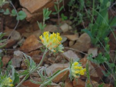 Anthyllis vulneraria