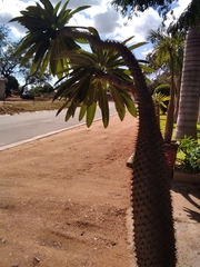 Pachypodium