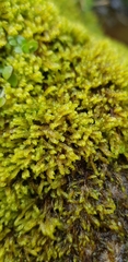 Hygrohypnella ochracea