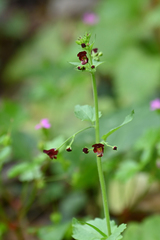 Scrophularia peregrina