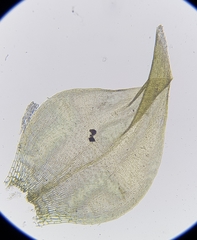 Hygrohypnella ochracea