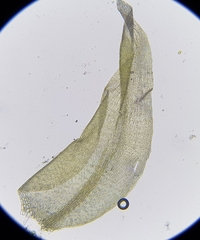 Hygrohypnella ochracea