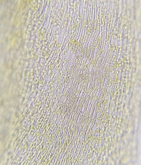 Hygrohypnella ochracea