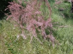 Tamarix