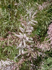 Tamarix