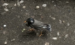 Spodiopsar cineraceus