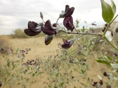 Ammodendron bifolium
