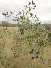 Ammodendron bifolium