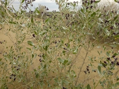 Ammodendron bifolium