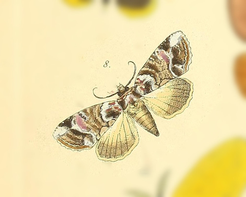 Thyatira casta