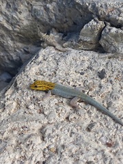 Lygodactylus picturatus
