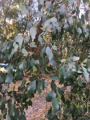 Eucalyptus camphora