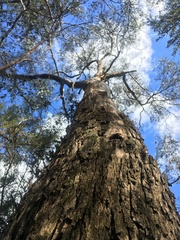 Eucalyptus camphora