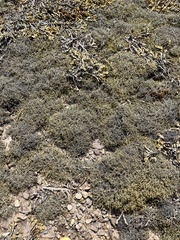 Ascophyllum nodosum