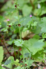 Scrophularia peregrina