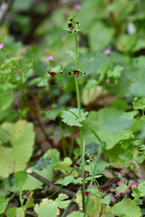 Scrophularia peregrina