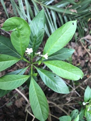 Rauvolfia verticillata