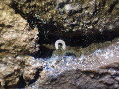 Speolepta leptogaster