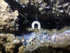 Speolepta leptogaster