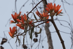 Erythrina suberosa