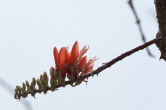 Erythrina suberosa
