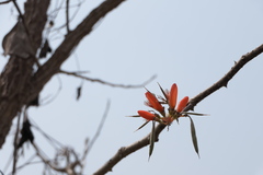 Erythrina suberosa