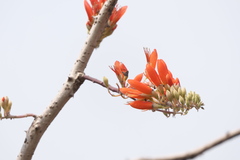 Erythrina suberosa