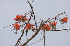 Erythrina suberosa