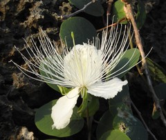 Capparis