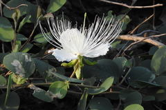 Capparis