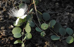 Capparis