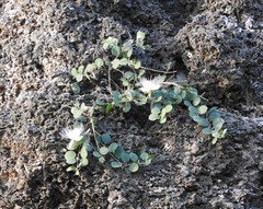 Capparis