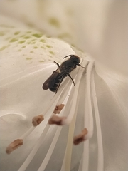 Chelostoma florisomne