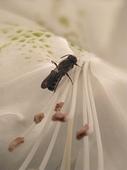 Chelostoma florisomne