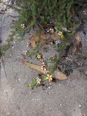 Jamesbrittenia albomarginata
