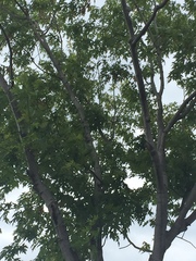 Acer