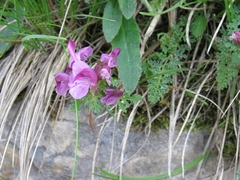 Pedicularis rostratocapitata