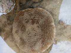 Turbinaria