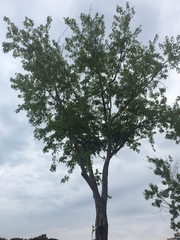 Acer