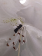 Chelostoma florisomne