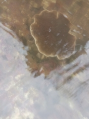 Turbinaria