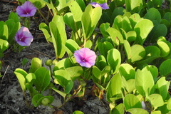 Ipomoea pes-caprae