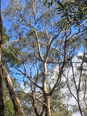 Eucalyptus camphora