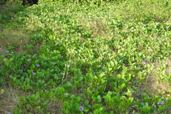 Ipomoea pes-caprae