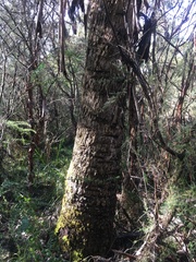 Eucalyptus camphora
