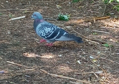 Columba livia domestica