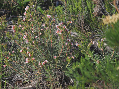 Lobostemon curvifolius