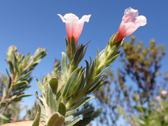 Lobostemon curvifolius
