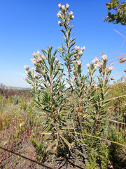 Lobostemon curvifolius